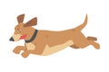 Cute Running Dachshund Dog Pet Animal with Light Brown Coat Cartoon Vector Illustration Royalty Free Stock Photo