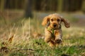 Cute running puppy of golden cocker spaniel