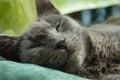 Cute Russian blue cat