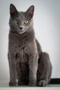 A cute russian blue cat