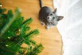 Cute Russian Blue purebred cat relaxing in living room on Christmas day. Spending time with family and pets on Christmas Royalty Free Stock Photo