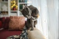 Cute Russian Blue purebred cat relaxing in living room on Christmas day. Spending time with family and pets on Christmas Royalty Free Stock Photo