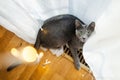 Cute Russian Blue purebred cat relaxing in living room on Christmas day. Spending time with family and pets on Christmas Royalty Free Stock Photo