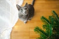 Cute Russian Blue purebred cat relaxing in living room on Christmas day. Spending time with family and pets on Christmas Royalty Free Stock Photo