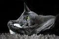 Cute russian blue purebreed cat grooming itself on carpet