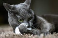 Cute russian blue purebreed cat grooming itself on carpet