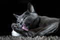 Cute russian blue purebreed cat grooming itself on carpet