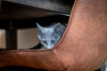 Cute Russian Blue tomcat kitten