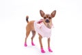 Cute russian chihuahua in fashion apparel.