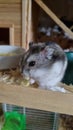 Cute Russian dwarf hamster feeding absentmindedly in its terrarium