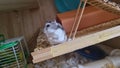 Cute Russian dwarf hamster standing in profile with hands raised in his terrarium and lots of toys behind him