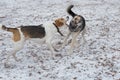 Cute russian hound and multibred dog are playing in the winter park Royalty Free Stock Photo