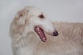 Cute russian hunting sighthound isolated on gray background. Russkaya psovaya borzaya or russian wolfhound. Royalty Free Stock Photo