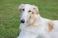 Cute russian hunting sighthound is lying in the green grass. Russkaya psovaya borzaya or russian wolfhound.