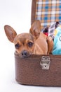 Cute russian toy chihuahua in travel suitcase.
