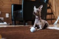 Cute Russian Toy Terrier, calmly resting on a rug after playing with a golf ball, looks with interest, in natural light.