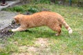 Cute rusty kitten jump and catch something interesting