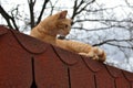 Cute rusty kitten on the roof watching something interesting Royalty Free Stock Photo