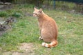 Cute rusty kitten sitting in the garden