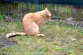 Cute rusty kitten wasching its paws