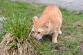 Cute rusty kitten sneezing bunch of grass Royalty Free Stock Photo