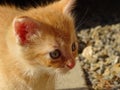 Cute rusty kitten