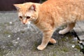 Cute rusty kitten on the walk Royalty Free Stock Photo