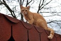 Cute rusty kitten watching something interesting Royalty Free Stock Photo