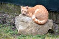 Cute rusty kitten watching something interesting