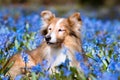 Old sable white attractive shetland sheepdog, sheltie lies outdoors on sunny day with blooming blue scilla snowdrops