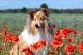 Cute sable white small sheltie, collie pet dog outside with background of poppies field on summer time Royalty Free Stock Photo