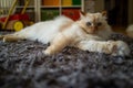 A cute Sacred Birman cat