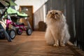 A cute Sacred Birman cat