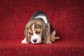 Cute and sad beagle puppy on red background Royalty Free Stock Photo