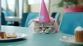 Cute sad cat celebrate birthday. Unhappy kitty wear pink cone hat. lonely animal Royalty Free Stock Photo