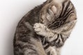 Cute sad cat Scottish Fold makes facepalm movement. Close Royalty Free Stock Photo