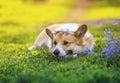 Cute sad dog Corgi lies in the green grass with a bouquet of blue flowers forget me nots on a Sunny summer day Royalty Free Stock Photo