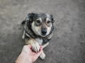 Cute sad dog looks devotedly at the owner and gives him his paw in his hand Royalty Free Stock Photo