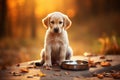 Cute sad hungry little labrador puppy dog sitting next to meal plate waiting for food on autumn background Royalty Free Stock Photo