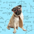 Contemporary art collage. Comparison. Idea, inspiration, trend magazine style. Cute sad pug dog like scientist Royalty Free Stock Photo