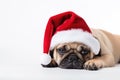 Cute sad pug dog puppy in Santa Claus hat lying on ground isolated on white background Royalty Free Stock Photo