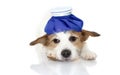 CUTE AND SAD SICK JACK RUSSELL DOG LYING DOWN WITH A BLUE ICE BAG ON HEAD. ISOLATED AGAINST WHITE BACKGROUND Royalty Free Stock Photo