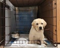 Cute sad six-week-old Labrador puppy is sitting in iron cage tied on leash. Royalty Free Stock Photo