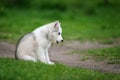 Cute said little husky puppy