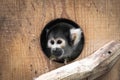 Cute saimiri bolivian squirrel monkey portrait close up Royalty Free Stock Photo