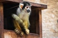 Cute saimiri bolivian squirrel monkey portrait close up Royalty Free Stock Photo