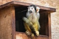 Cute saimiri bolivian squirrel monkey portrait close up Royalty Free Stock Photo