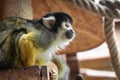 Cute saimiri bolivian squirrel monkey portrait close up Royalty Free Stock Photo