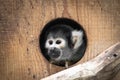 Cute saimiri bolivian squirrel monkey portrait close up hiding in hole Royalty Free Stock Photo