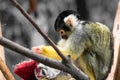 Cute saimiri bolivian squirrel monkey portrait close up playing with christmas hat Royalty Free Stock Photo